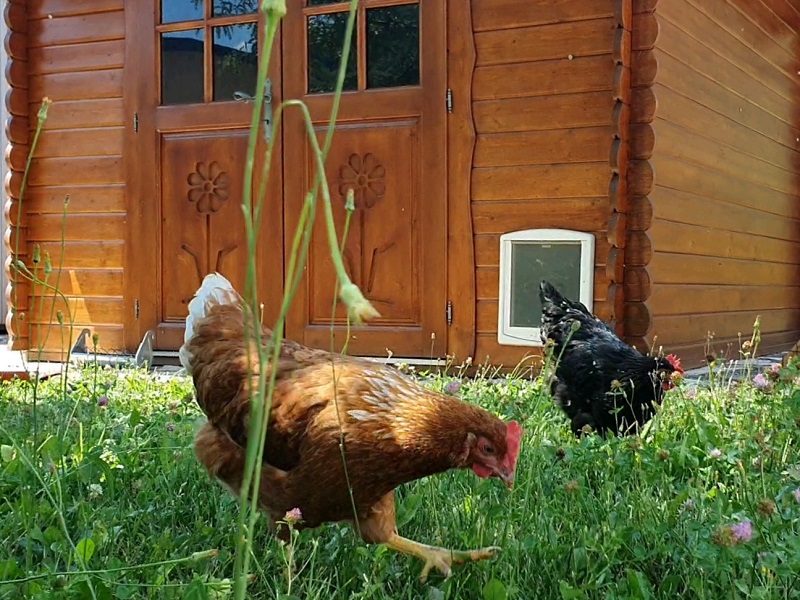 Casetta pollaio per galline o conigli da giardino in legno